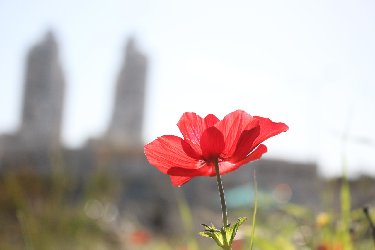 poppy flower red free photo