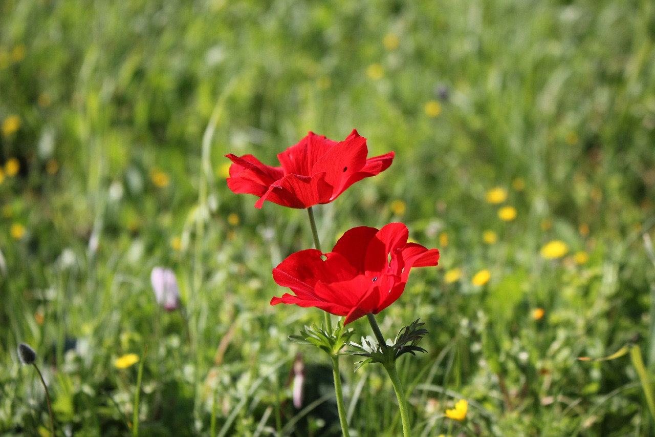 poppy flower red free photo