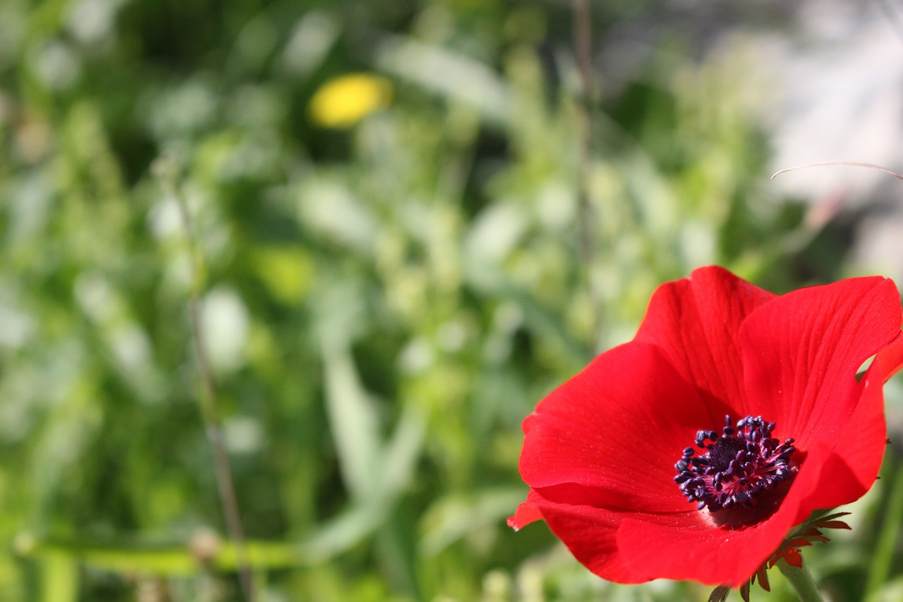 poppy flower red free photo