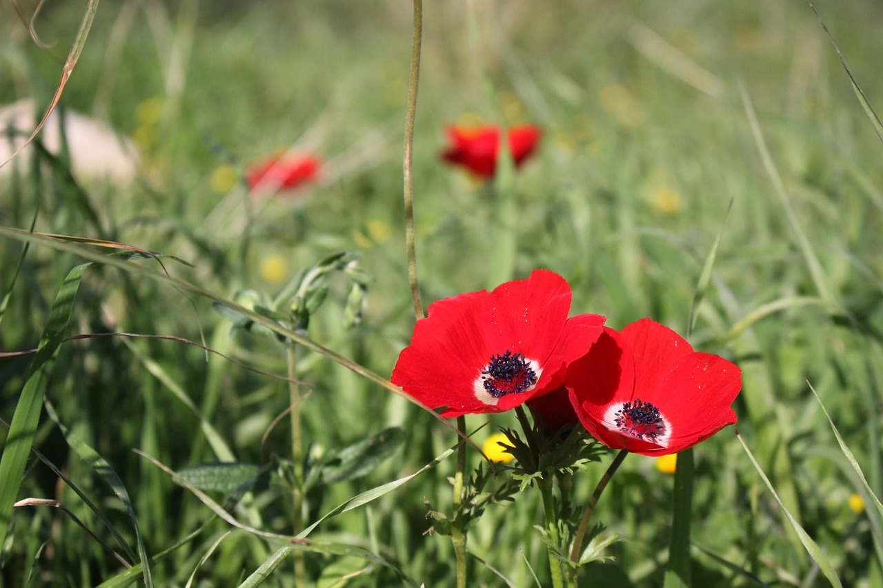 poppy flower red free photo