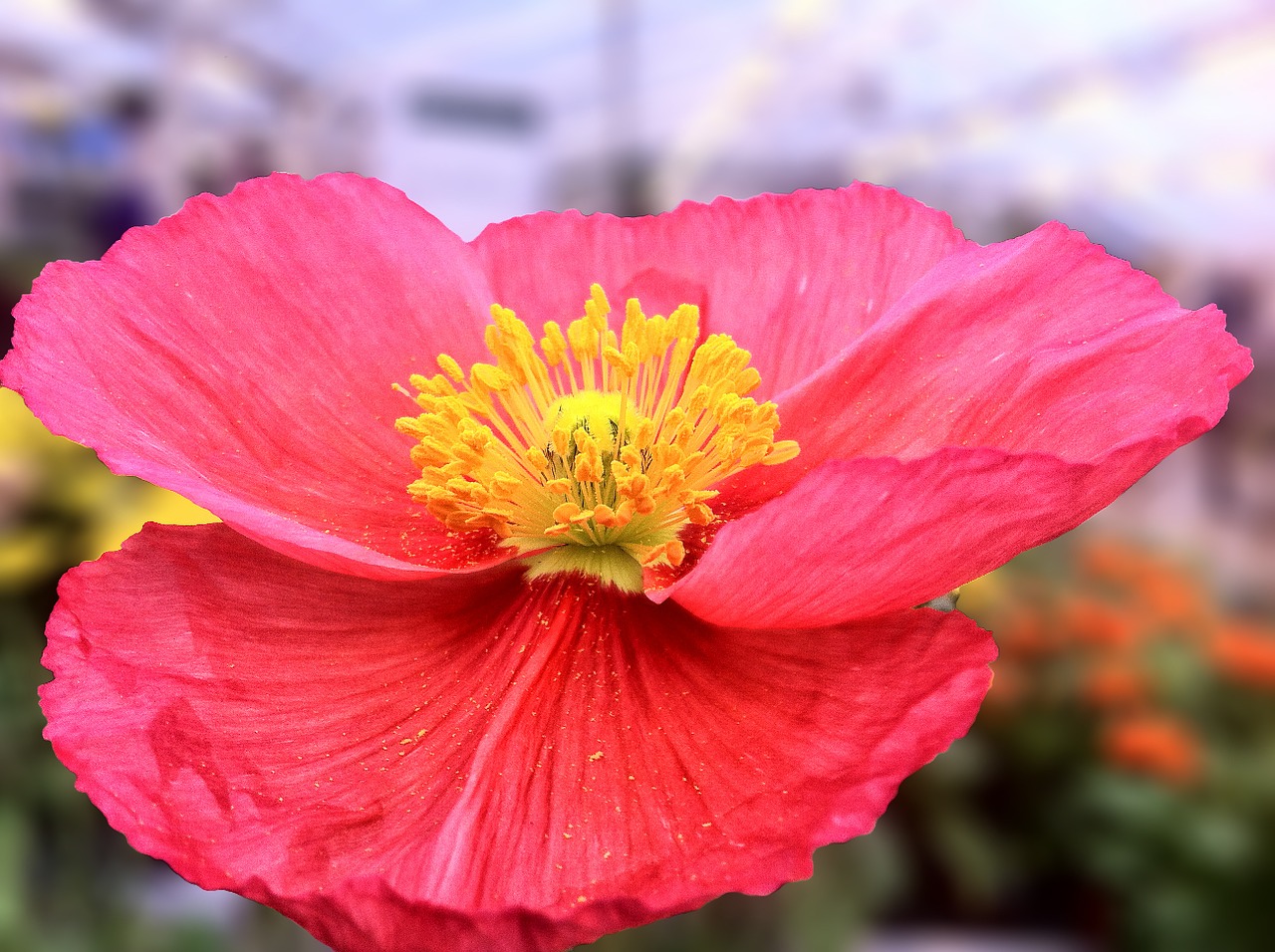 poppy flower red free photo