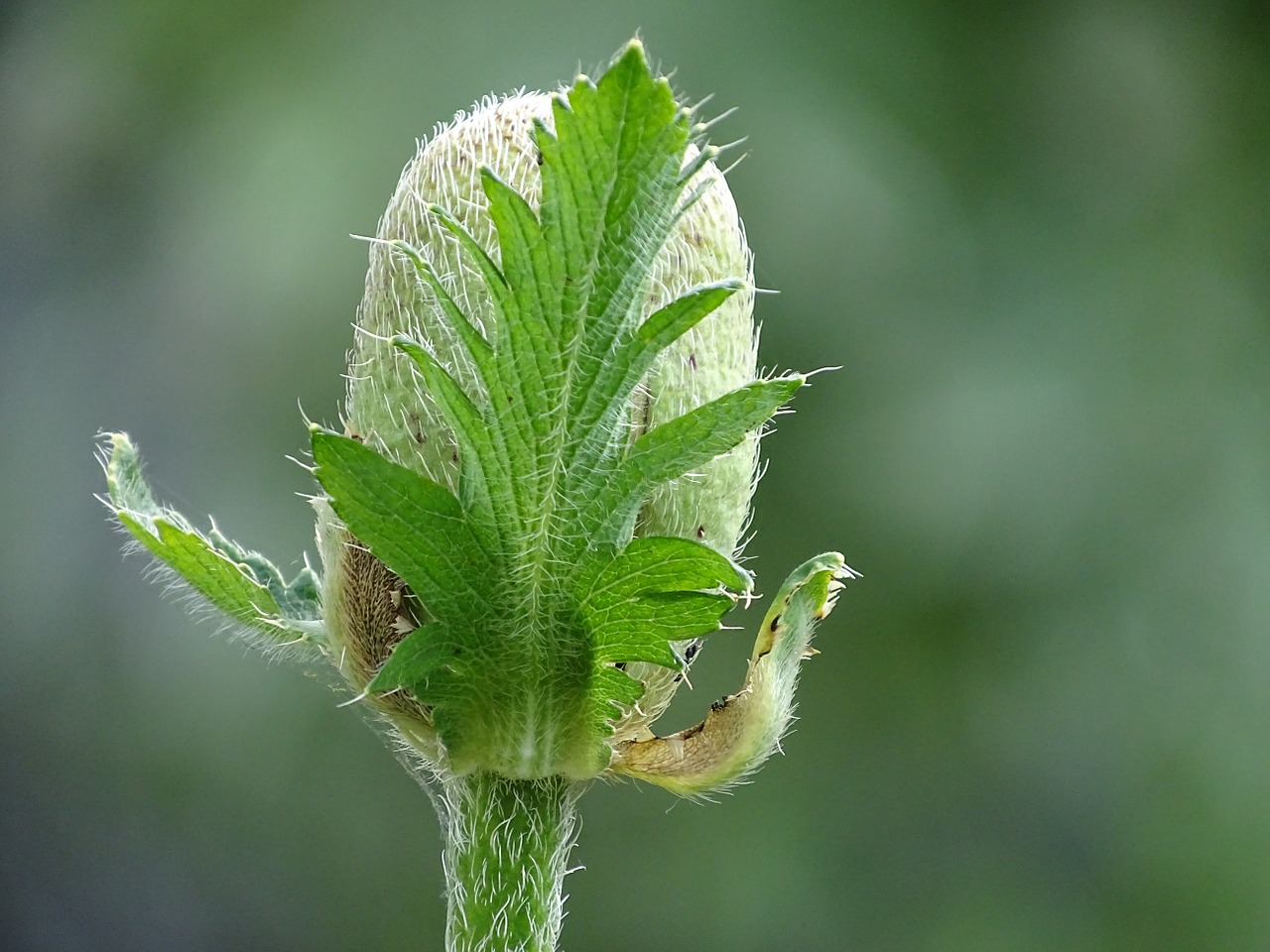 poppy bud poppy bud free photo