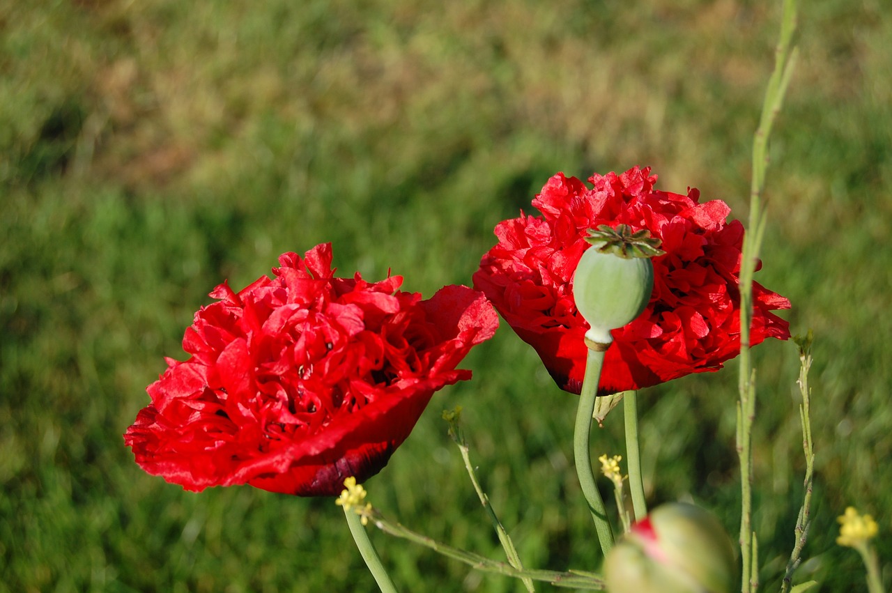 poppy red flower summer free photo