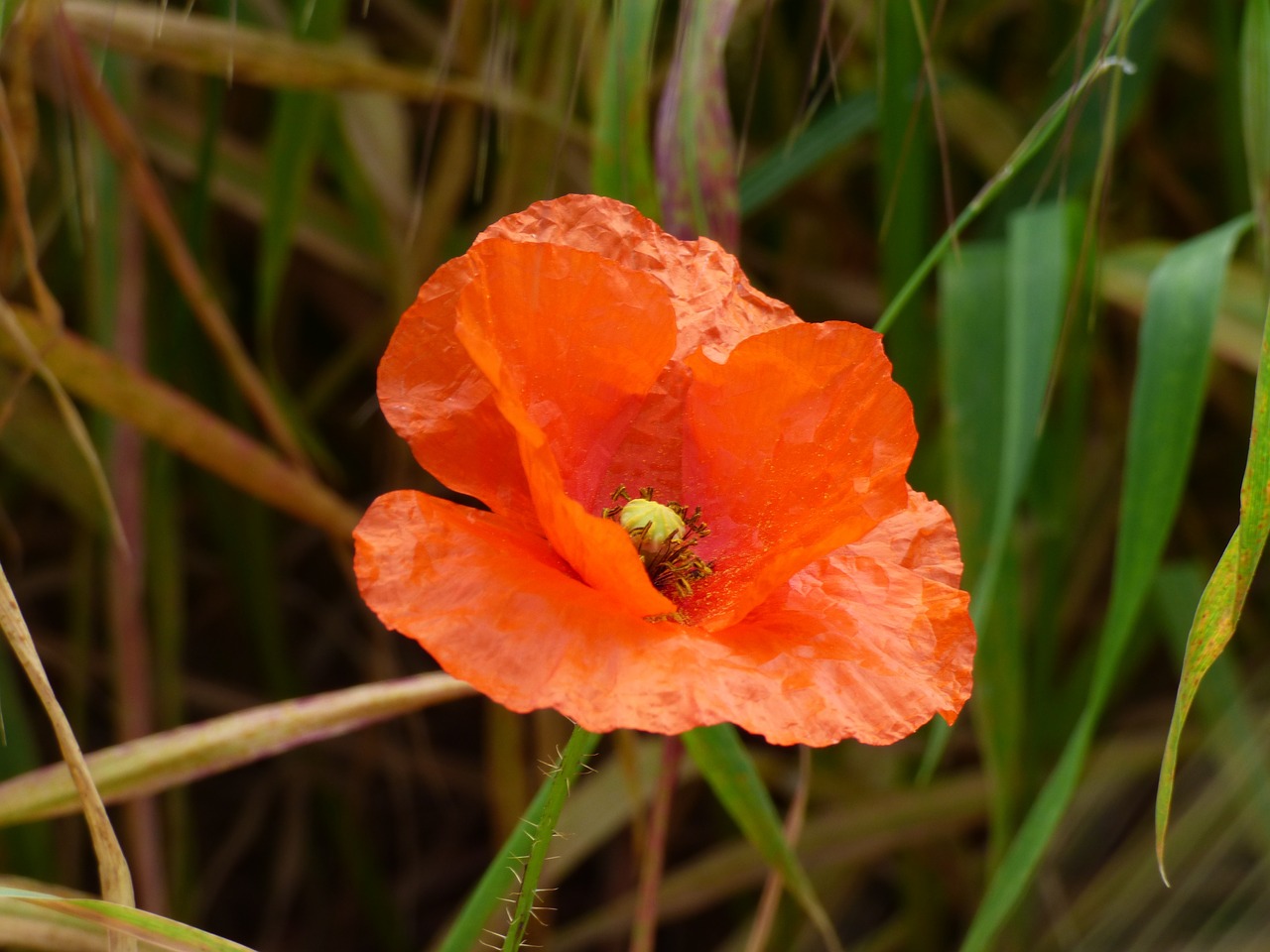 poppy spring malta free photo