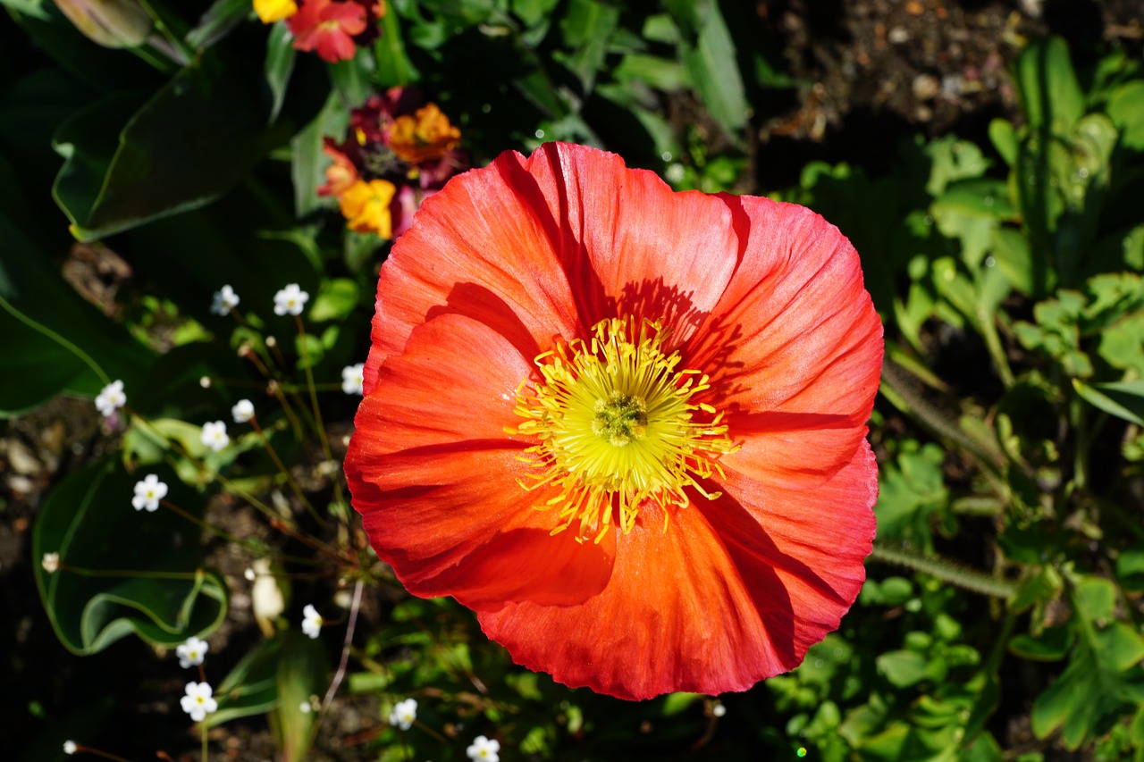 poppy flower spring free photo