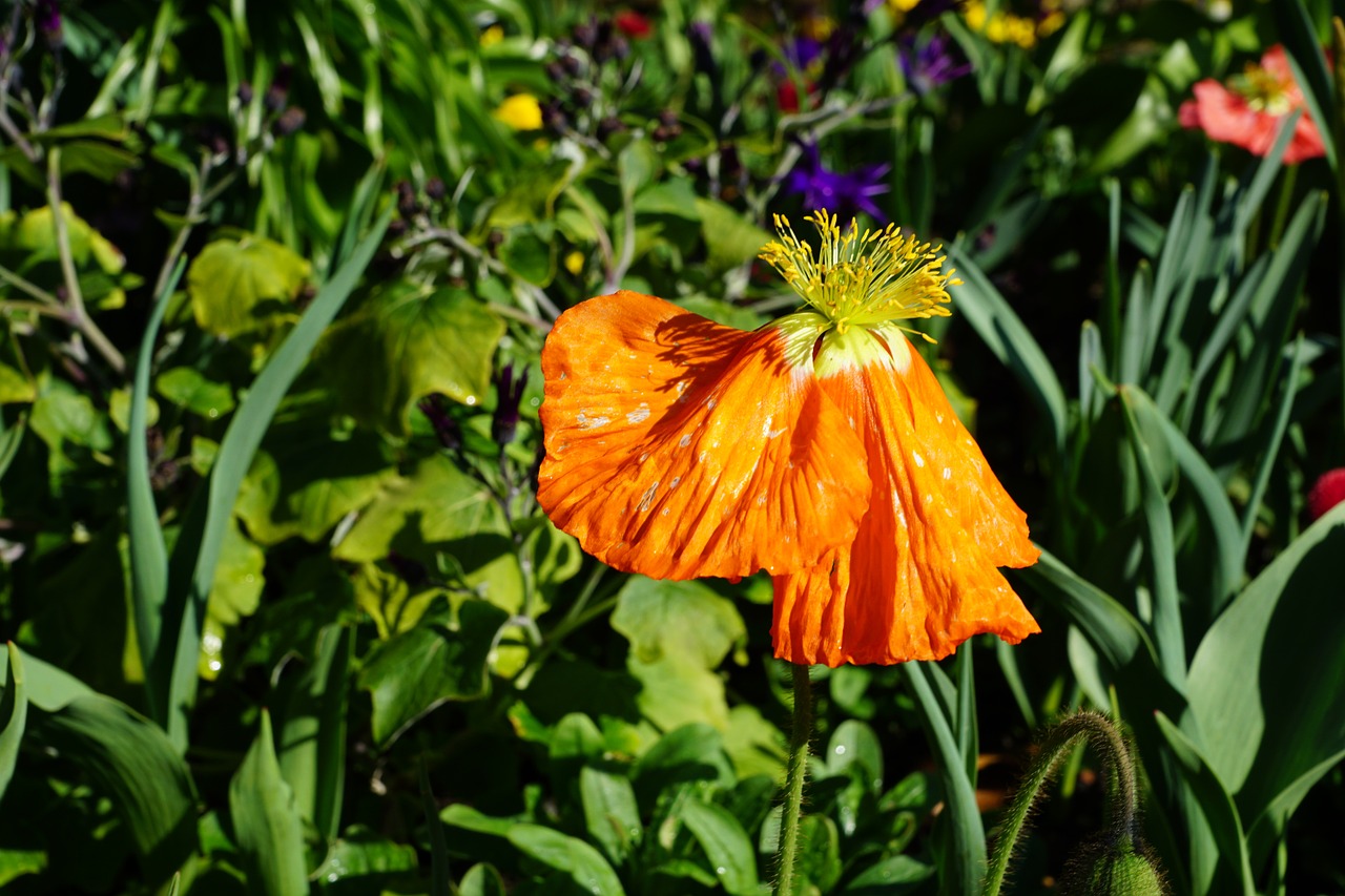 poppy flower spring free photo