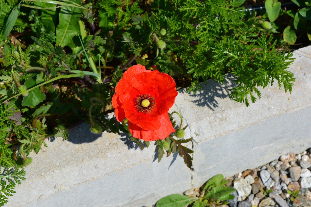 poppy flower grass free photo