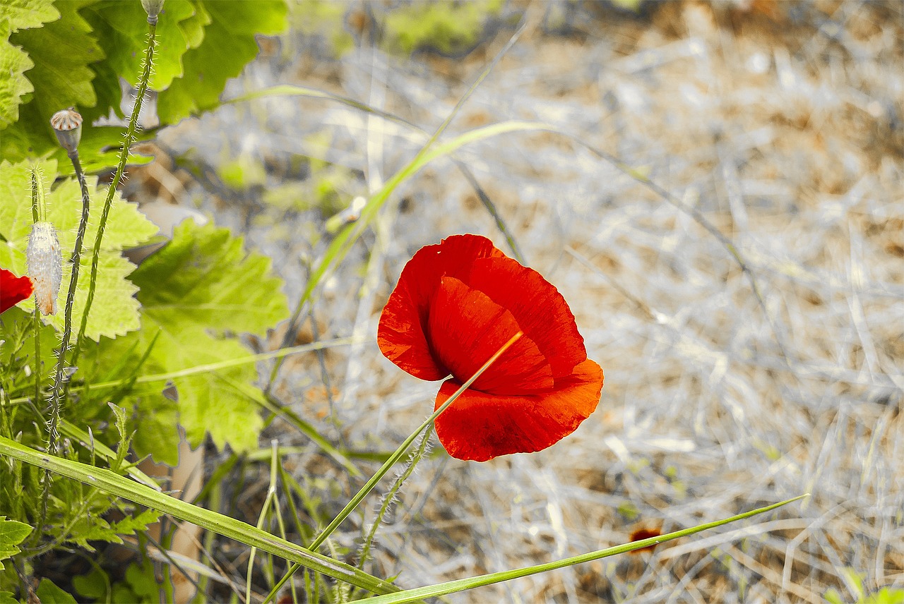 poppy flower spring free photo