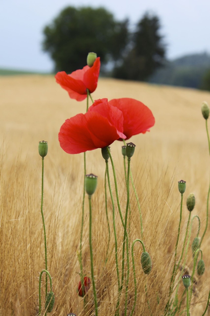 poppy flower poppy flower free photo