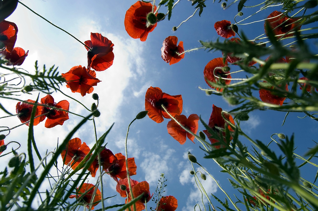 poppy field flora free photo