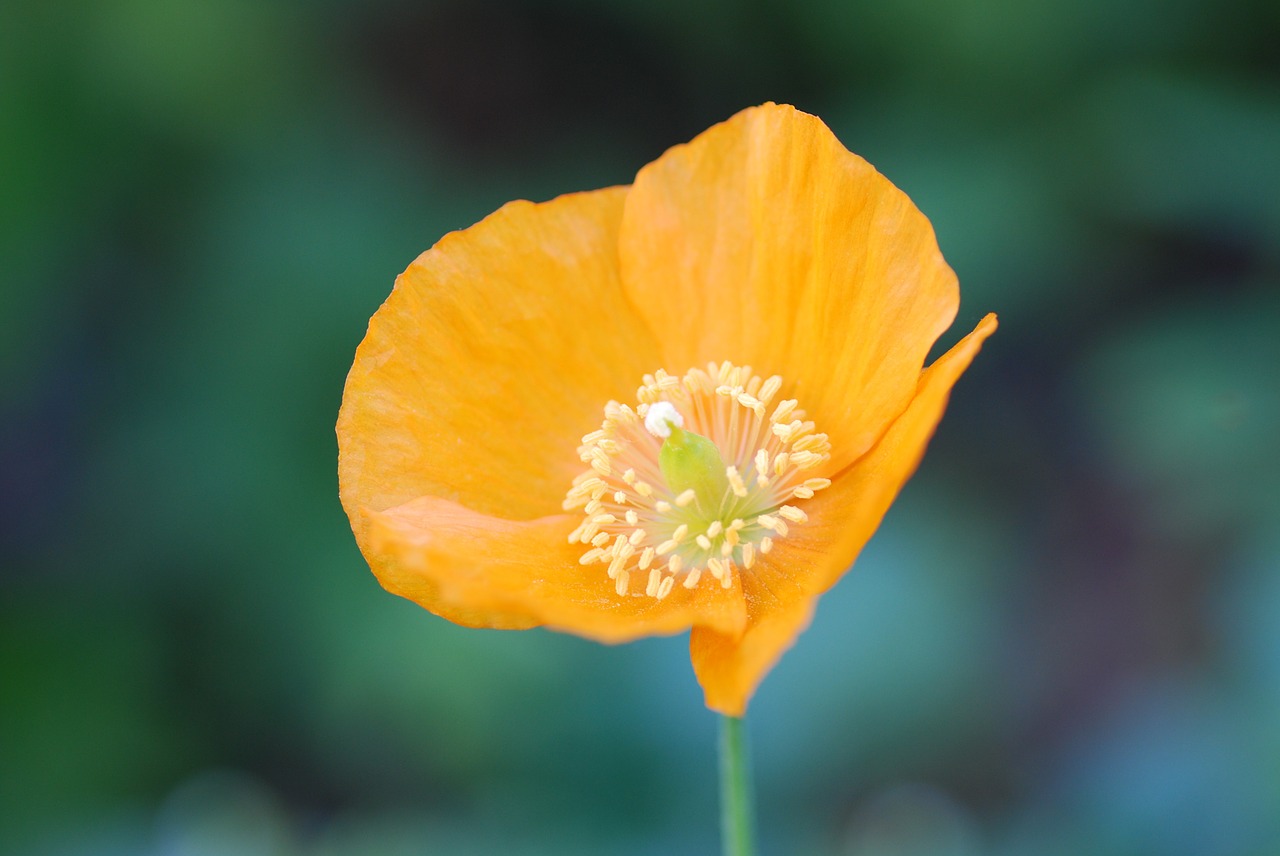 poppy orange spring free photo