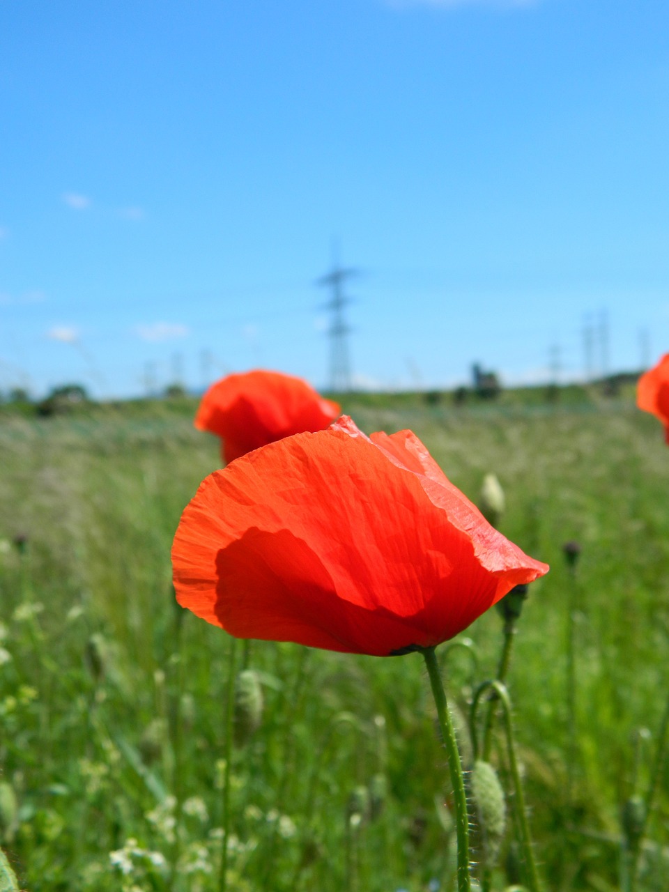 poppy flower meadow free photo