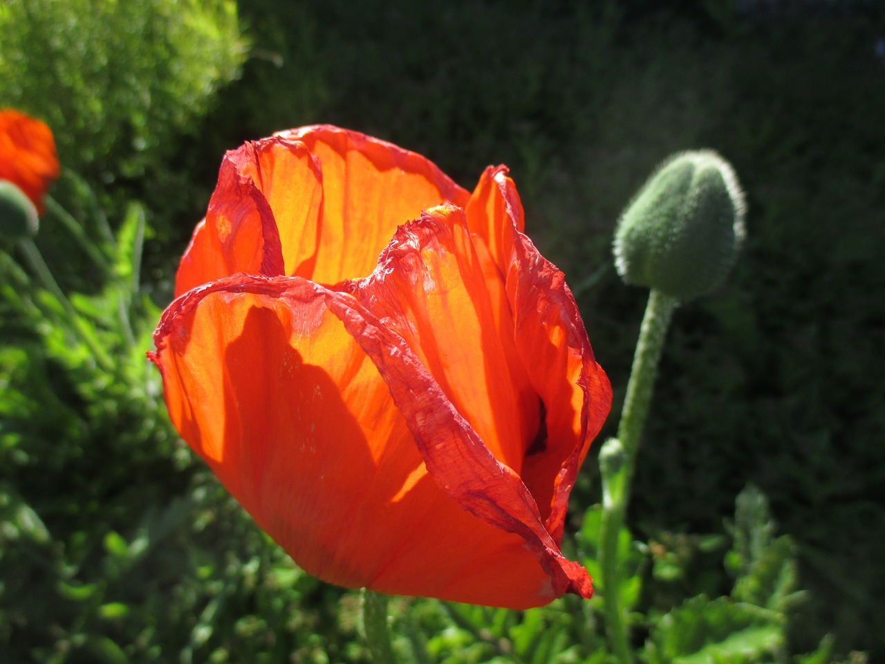 poppy light blossom free photo