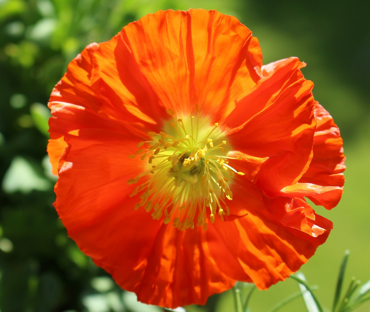 poppy blossom bloom free photo