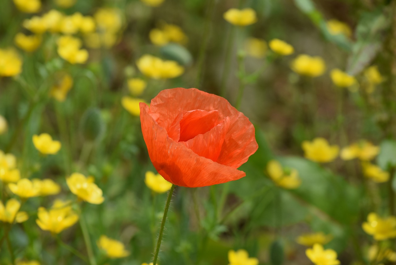 poppy spring yellow free photo