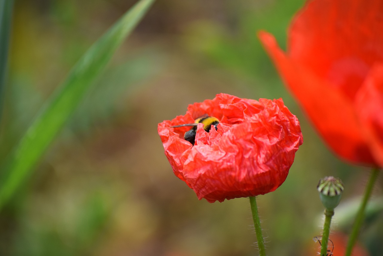 poppy spring red free photo