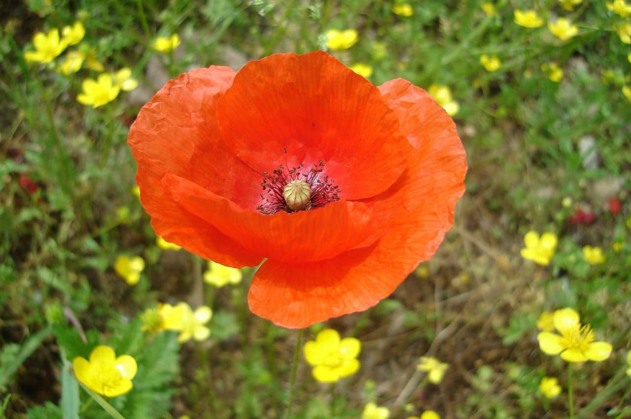 poppy spring yellow free photo