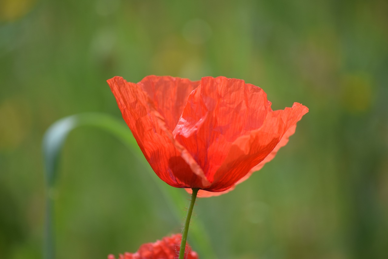 poppy spring prato free photo