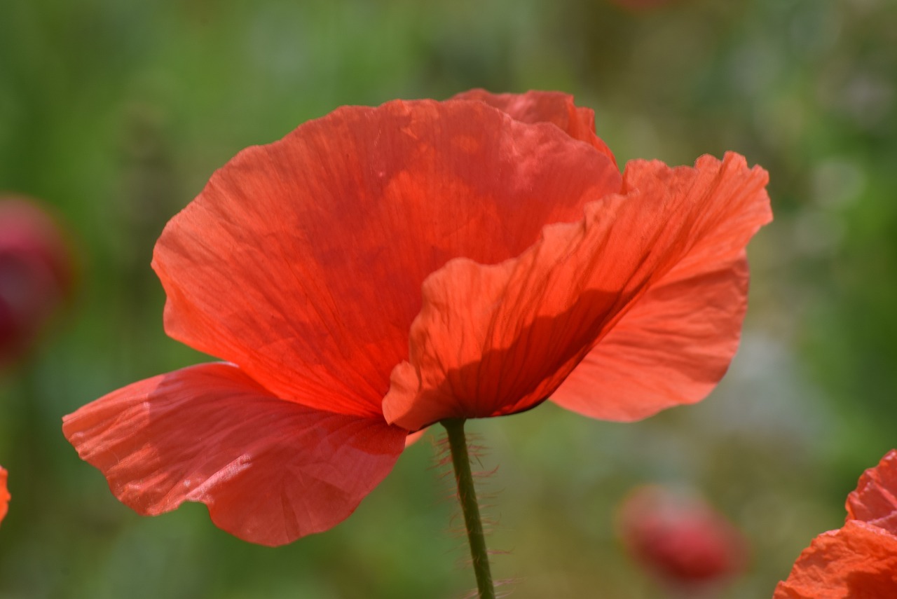 poppy spring prato free photo