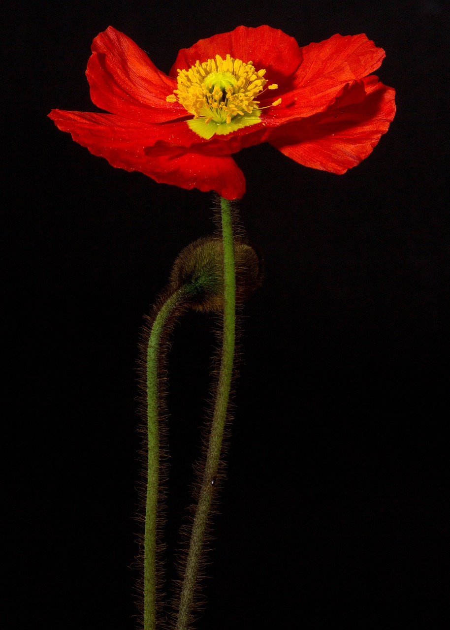 poppy blossom bloom free photo