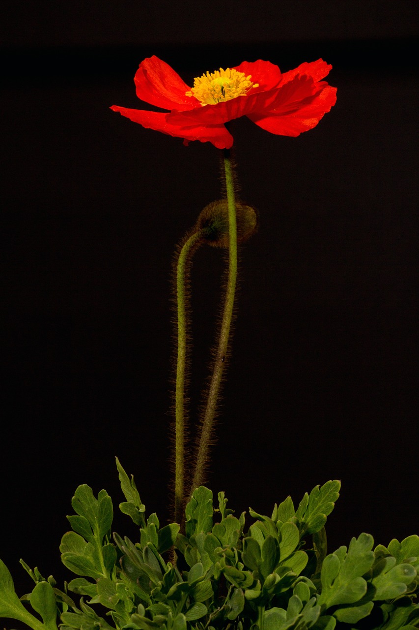 poppy blossom bloom free photo