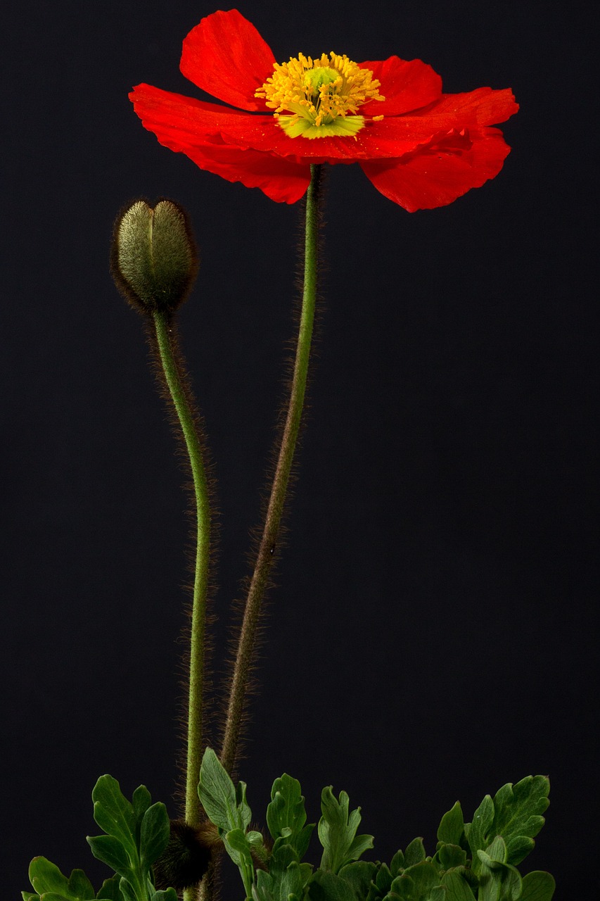 poppy blossom bloom free photo