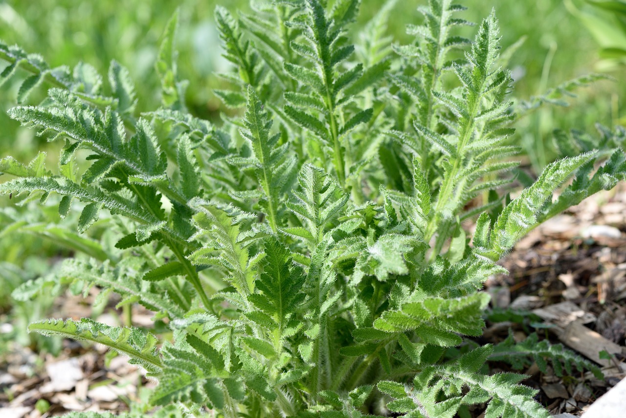 poppy plant leaves free photo