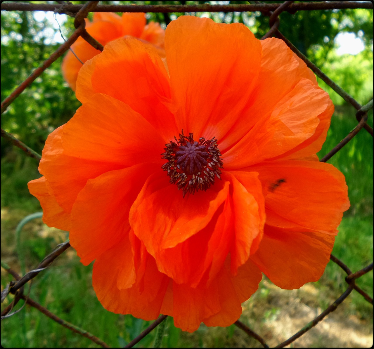 poppy red spring free photo