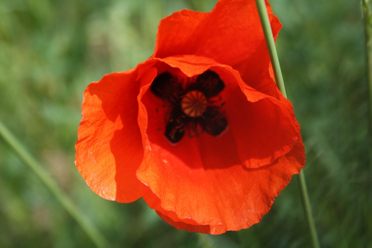 poppy poppy flower klatschmohn free photo