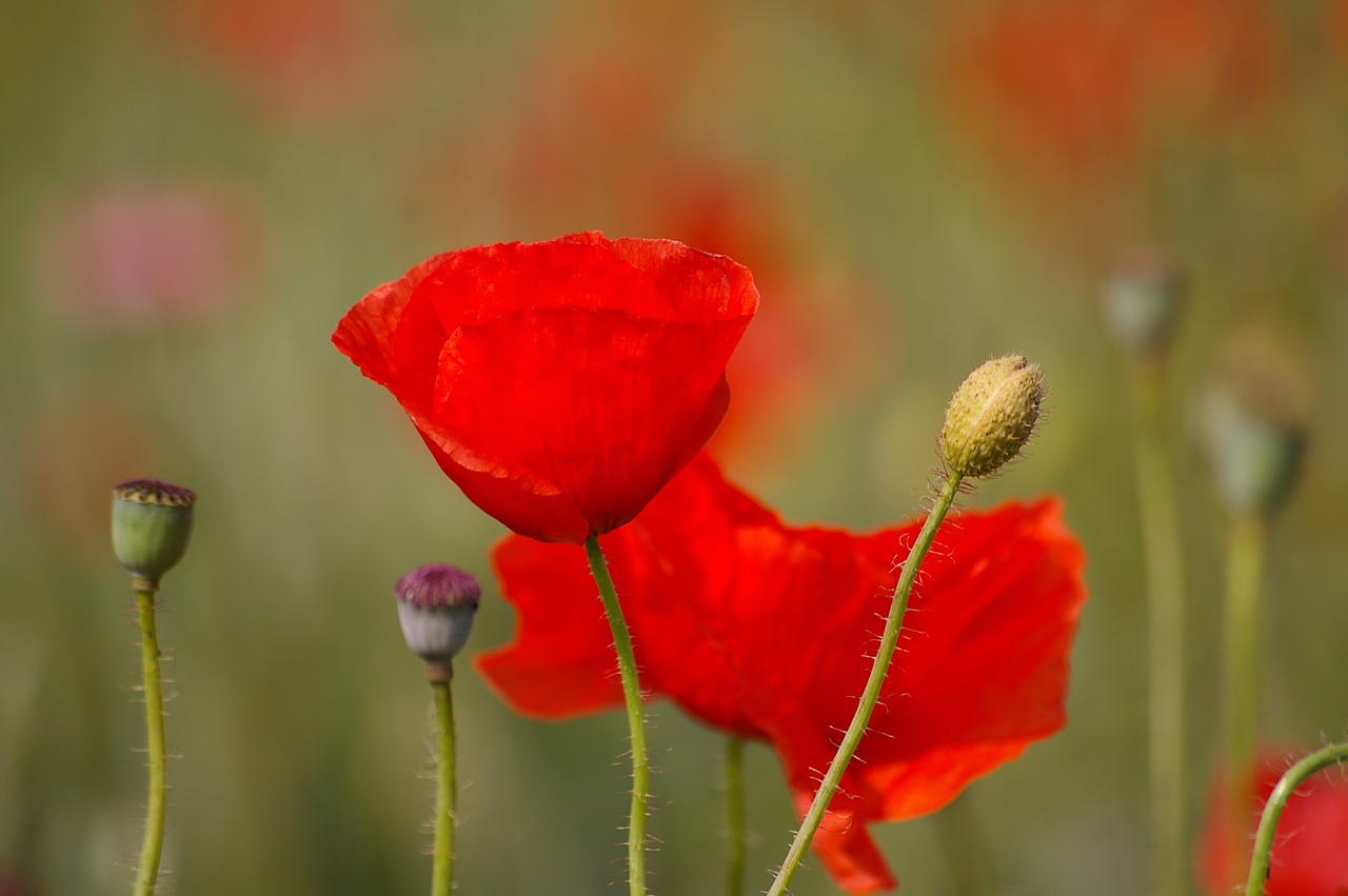 poppy red red poppy free photo