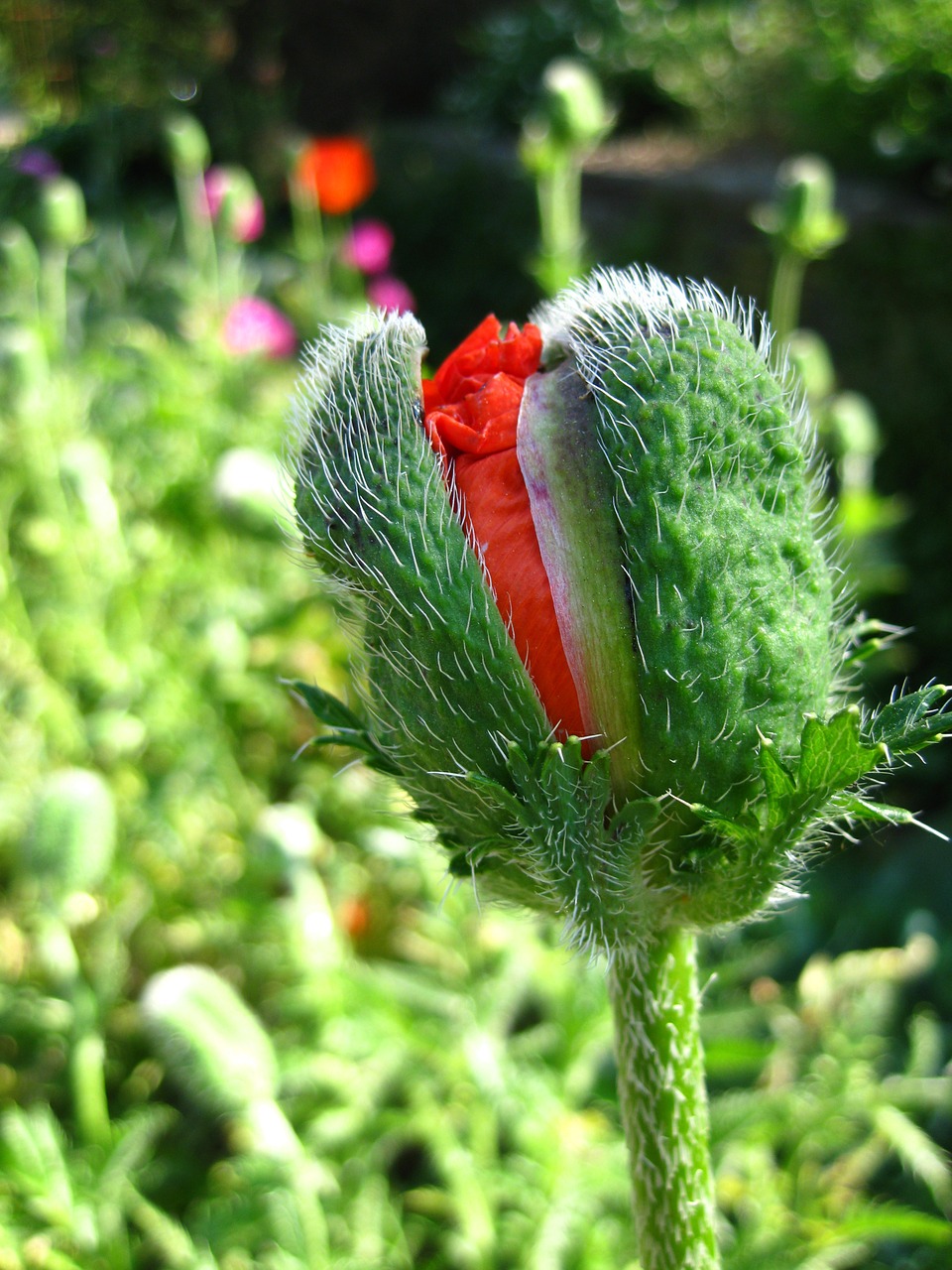 poppy flower nature free photo