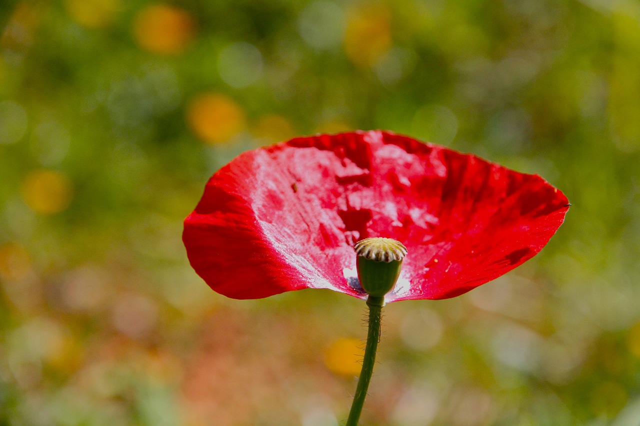 poppy flower red free photo