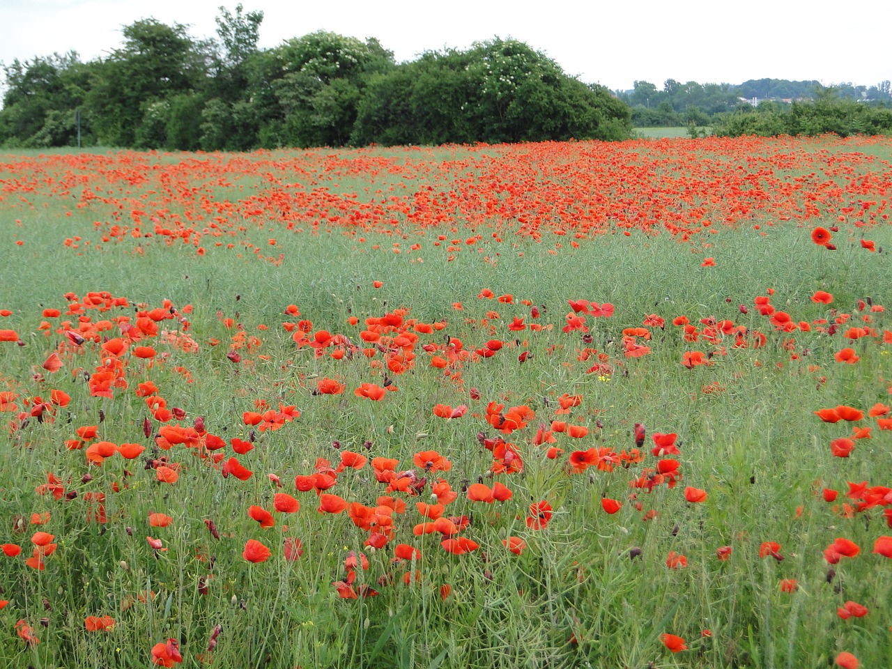 poppy field of poppies klatschmohn free photo