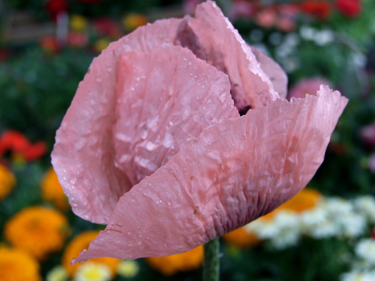 poppy flower meadow free photo