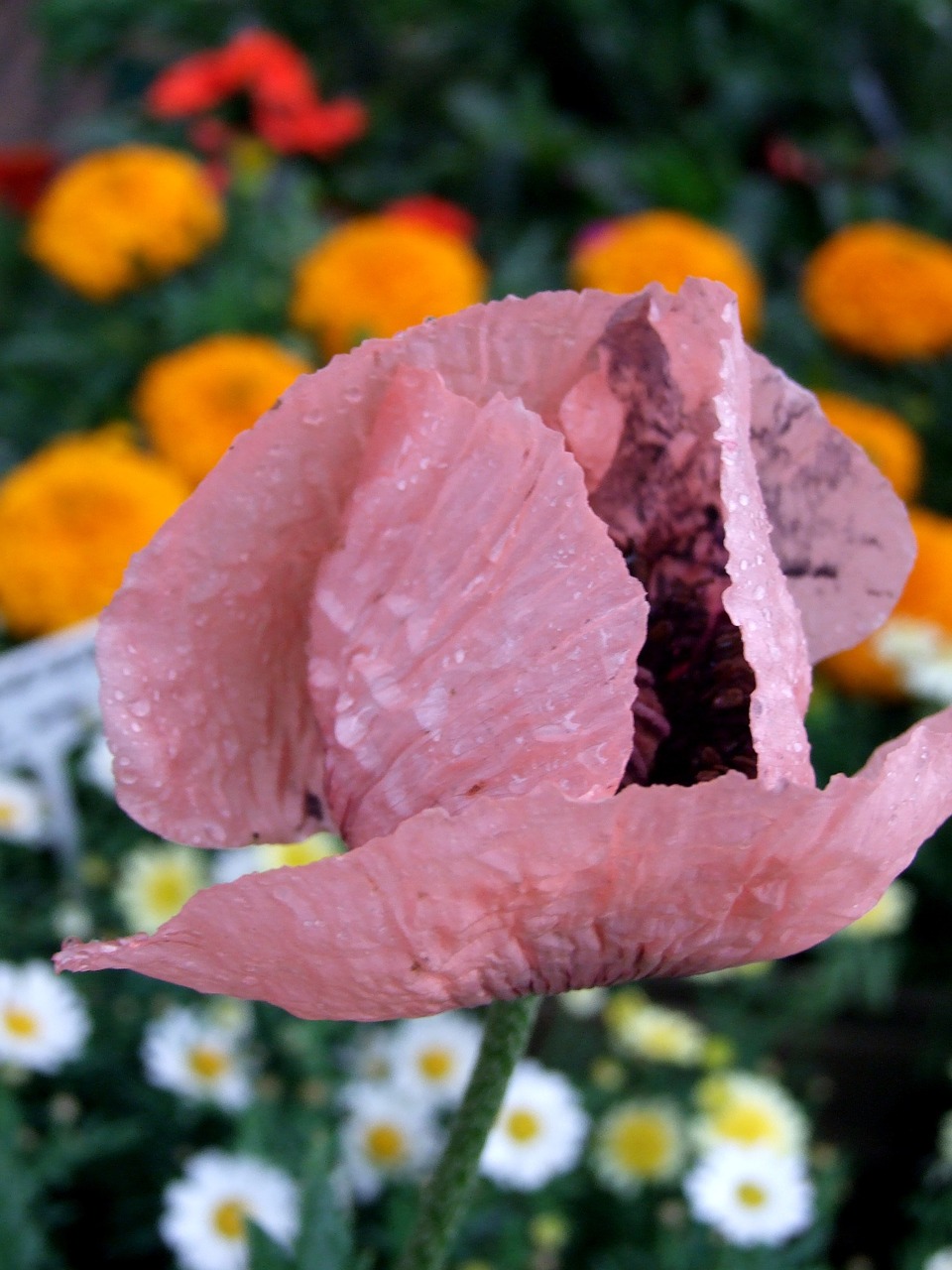 poppy flower meadow free photo