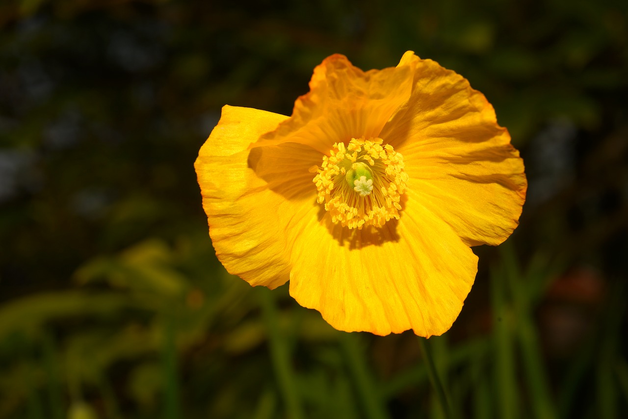 poppy garden blossom free photo