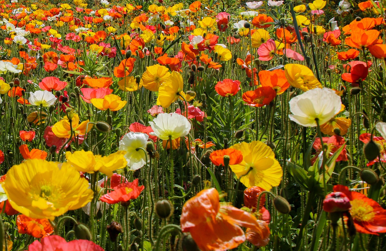 poppy flowers colorful free photo