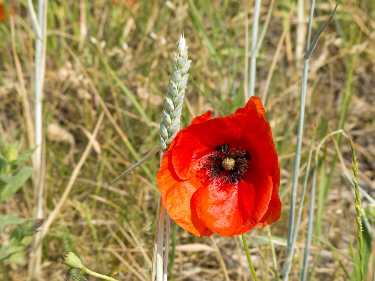 poppy klatschmohn red poppy free photo