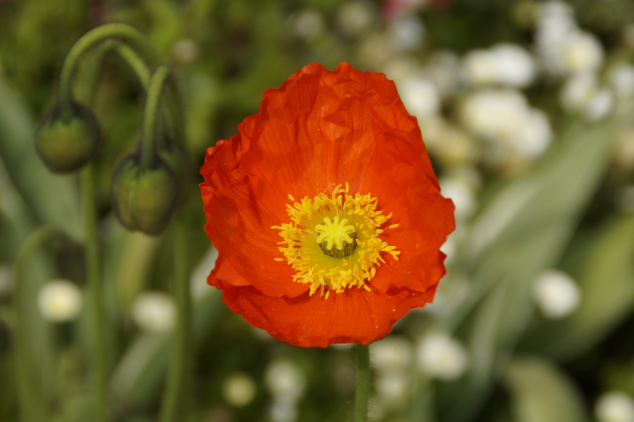 poppy bloom bi color free photo