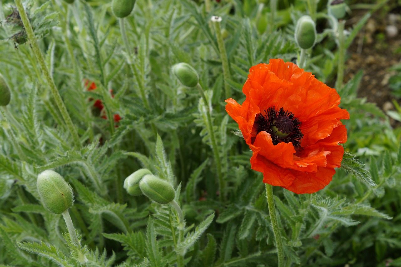 poppy poppies light free photo