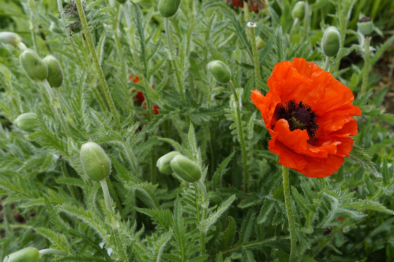 poppy poppies light free photo