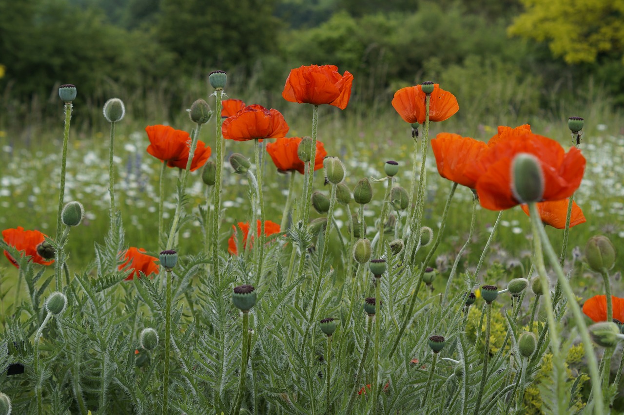 poppy poppies light free photo