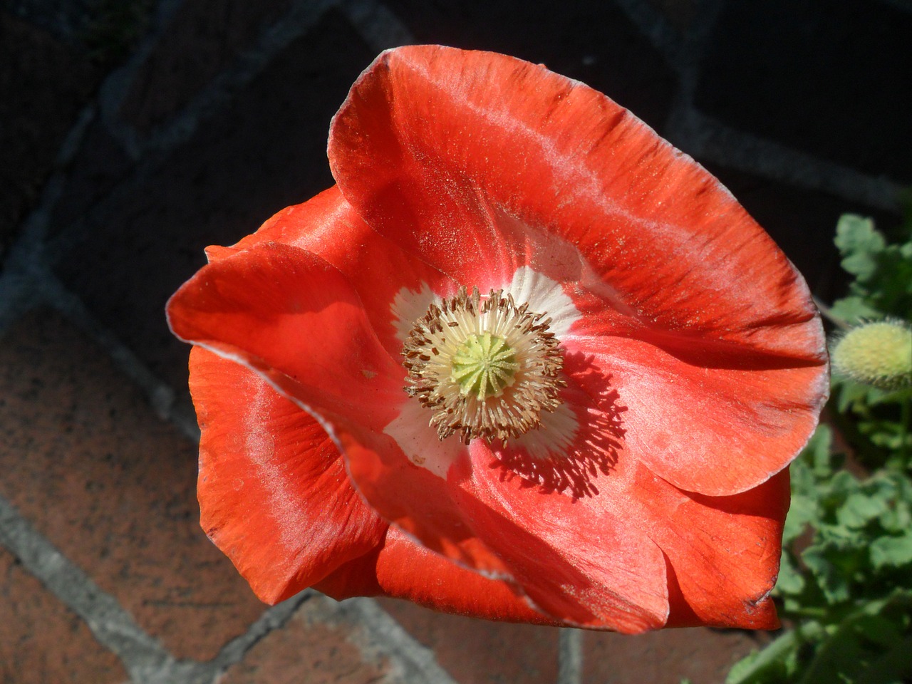 poppy flower red free photo