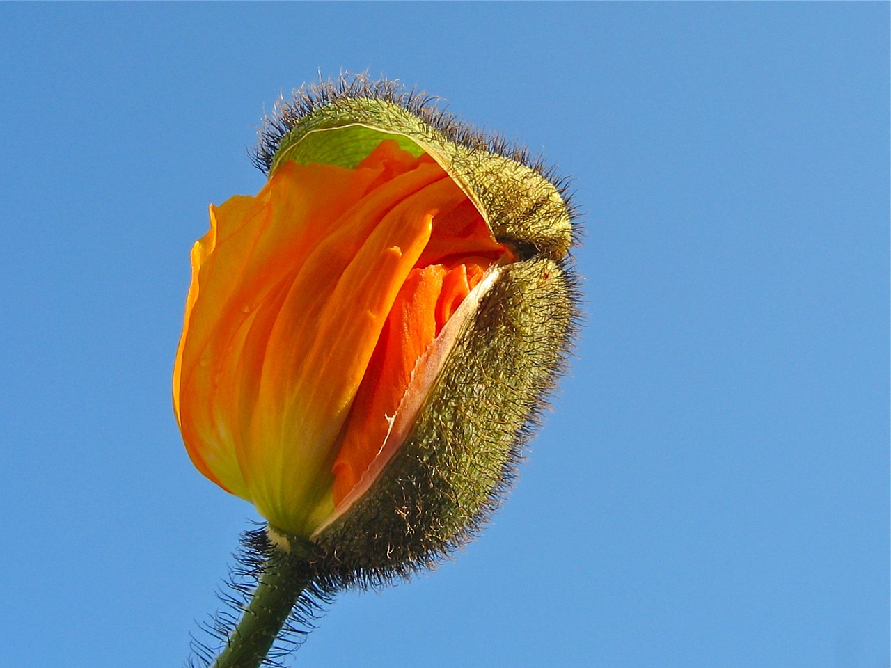 poppy blossom bloom free photo