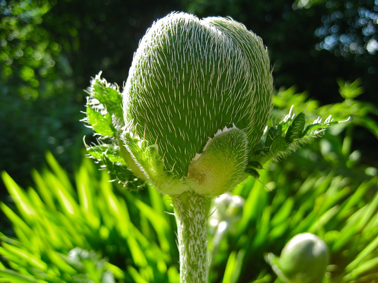 poppy poppy capsule bud free photo