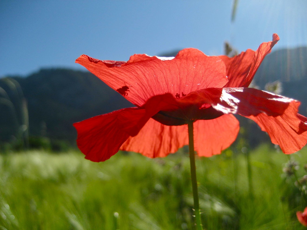 poppy blossom bloom free photo