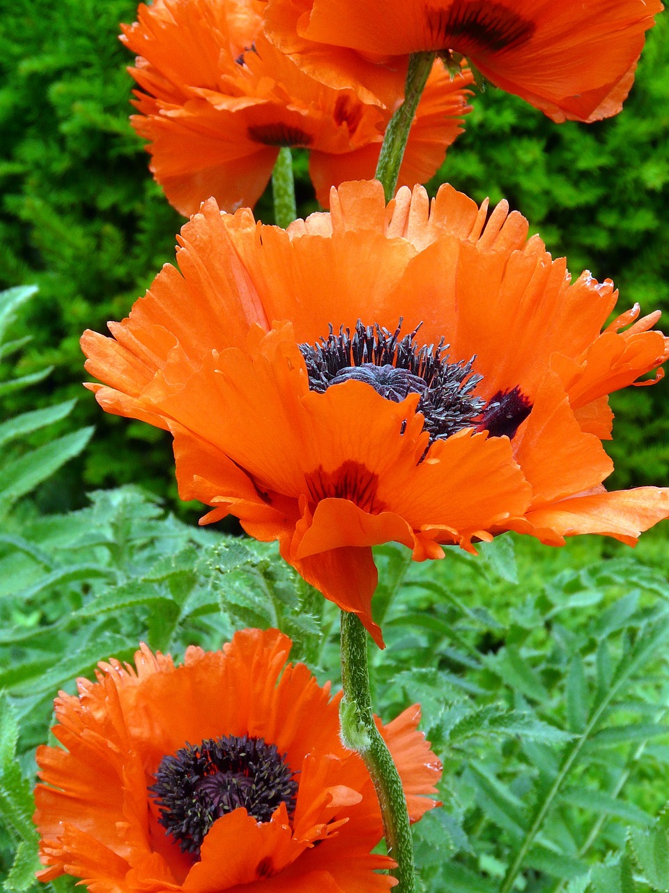 poppy poppy flower mohngewaechs free photo