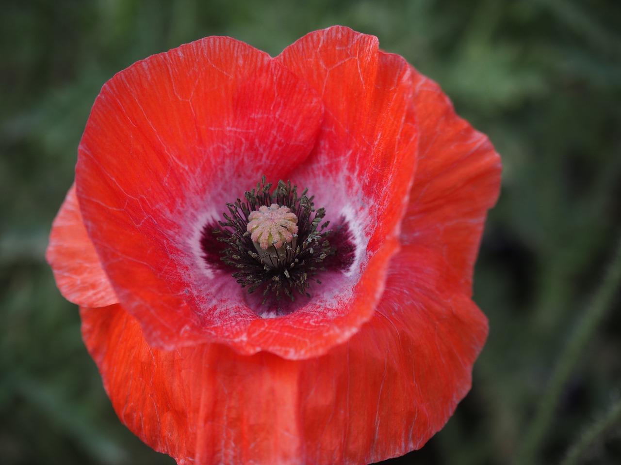 poppy corn poppy flowers free photo