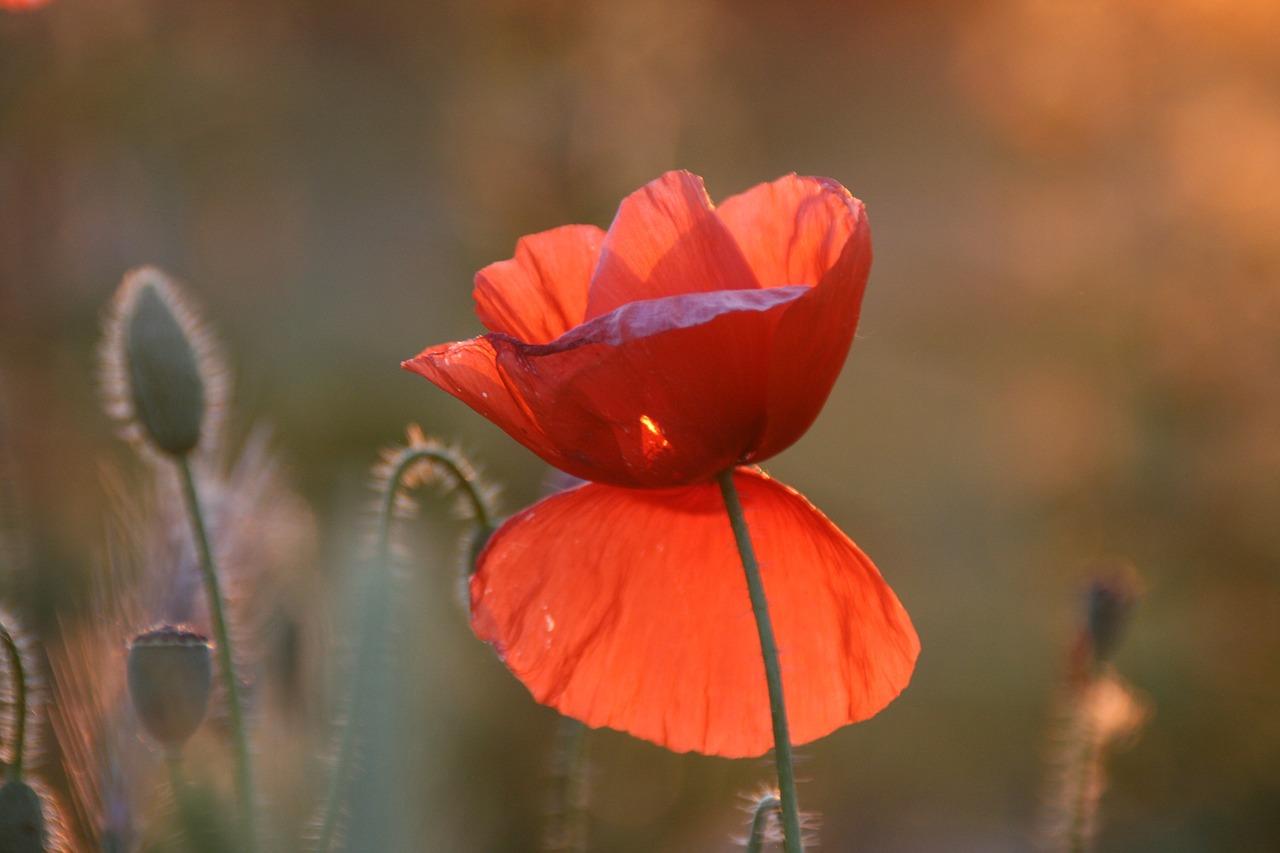 poppy red sunset free photo