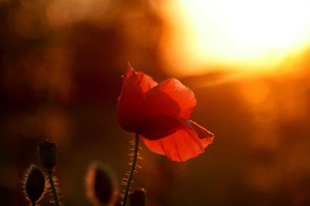 poppy red sunset free photo